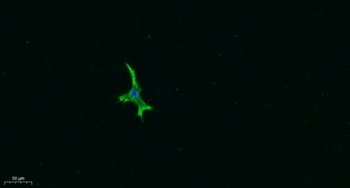AR-β3 rabbit pAb Antibody