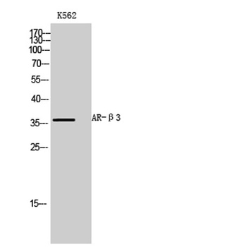 AR-β3 rabbit pAb Antibody