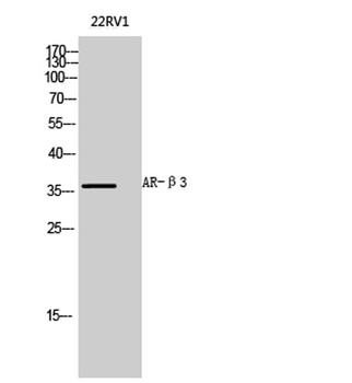 AR-β3 rabbit pAb Antibody