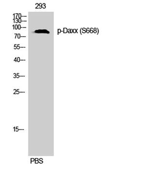 Daxx (phospho Ser668) rabbit pAb Antibody