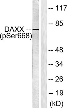 Daxx (phospho Ser668) rabbit pAb Antibody