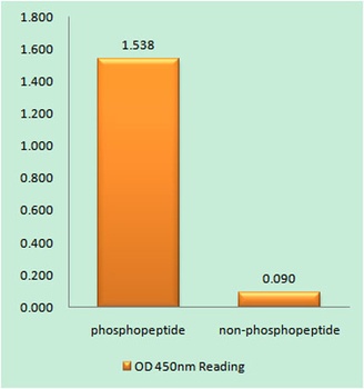 CHOP (phospho Ser30) rabbit pAb Antibody