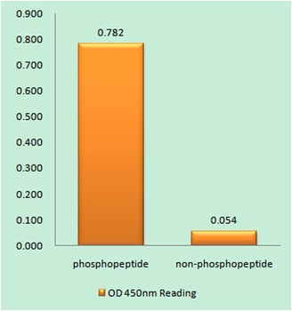 DDX3 (phospho Thr322) rabbit pAb Antibody