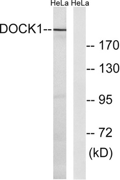 DOCK 180 rabbit pAb Antibody