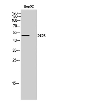 D1DR rabbit pAb Antibody