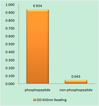 Ah Receptor (phospho Ser36) rabbit pAb Antibody