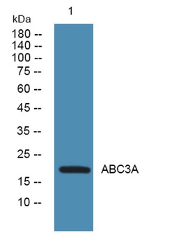 APOBEC3A rabbit pAb Antibody