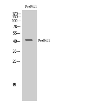 FoxD4L1 rabbit pAb Antibody