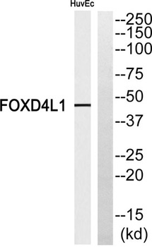 FoxD4L1 rabbit pAb Antibody