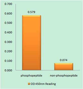 Net (phospho Ser357) rabbit pAb Antibody