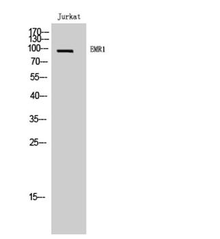 EMR1 rabbit pAb Antibody