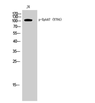 EphA7 (phospho Tyr791) rabbit pAb Antibody