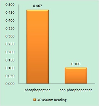EpoR (phospho Tyr368) rabbit pAb Antibody