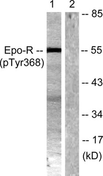 EpoR (phospho Tyr368) rabbit pAb Antibody