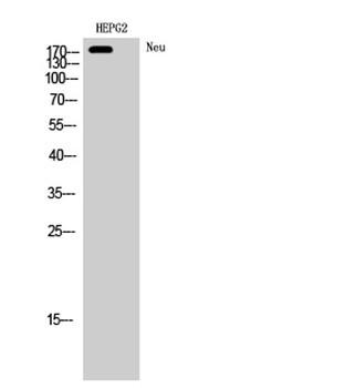 Neu rabbit pAb Antibody