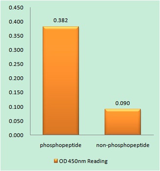 Akt1 (phospho Thr72) rabbit pAb Antibody