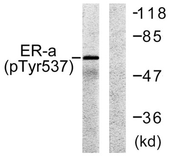 ERα (phospho Tyr537) rabbit pAb Antibody