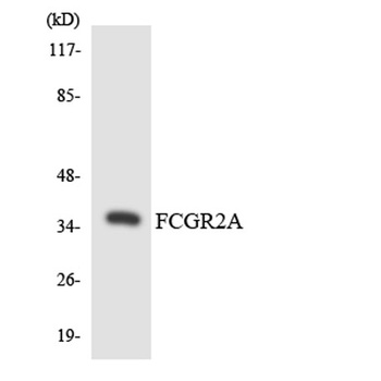 CD32-A rabbit pAb Antibody