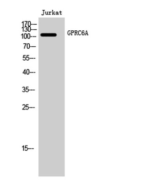 GPRC6A rabbit pAb Antibody