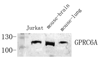 GPRC6A rabbit pAb Antibody