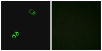GPRC6A rabbit pAb Antibody