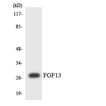 FGF-13 rabbit pAb Antibody