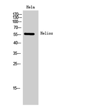 Helios rabbit pAb Antibody