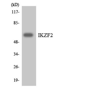 Helios rabbit pAb Antibody