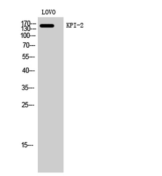 KPI-2 rabbit pAb Antibody