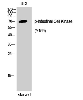 Intestinal Cell Kinase (phospho Tyr159) rabbit pAb Antibody