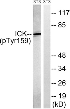 Intestinal Cell Kinase (phospho Tyr159) rabbit pAb Antibody