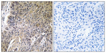 Arylsulfatase G rabbit pAb Antibody