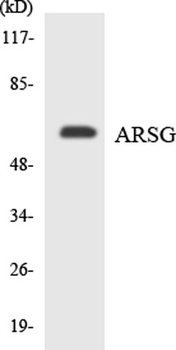Arylsulfatase G rabbit pAb Antibody