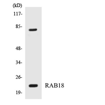 Rab 18 rabbit pAb Antibody