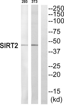 SIRT2 rabbit pAb Antibody