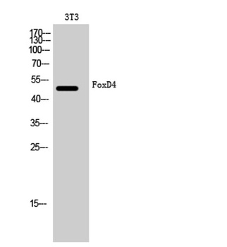 FoxD4 rabbit pAb Antibody