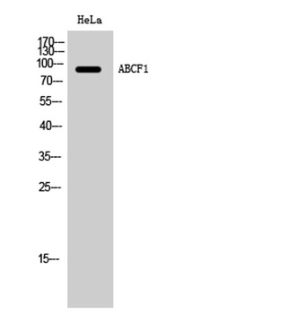 ABCF1 rabbit pAb Antibody