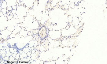 FoxO3A (phospho Ser253) rabbit pAb Antibody