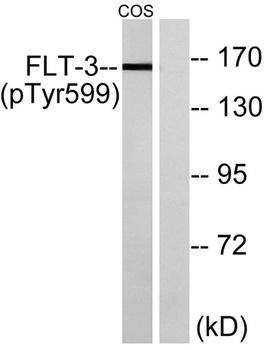 Flt3 (phospho Tyr599) rabbit pAb Antibody