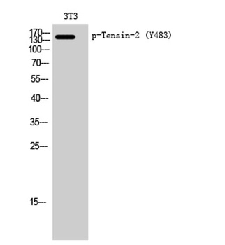 Tensin-2 (phospho Tyr483) rabbit pAb Antibody