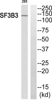 SF3b130 rabbit pAb Antibody