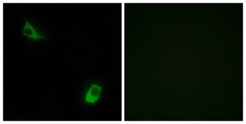 FPRL2 rabbit pAb Antibody