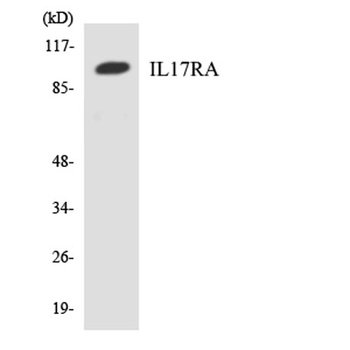 IL-17Rα rabbit pAb Antibody