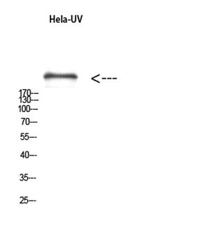 mTOR (phospho Ser2481) rabbit pAb Antibody