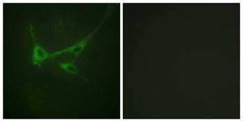 mTOR (phospho Ser2481) rabbit pAb Antibody