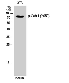 Gab 1 (phospho Tyr659) rabbit pAb Antibody