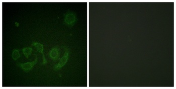 Gab 1 (phospho Tyr659) rabbit pAb Antibody