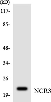 NKp30 rabbit pAb Antibody