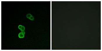 GAP-43 (phospho Ser41) rabbit pAb Antibody
