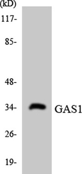 Gas1 rabbit pAb Antibody